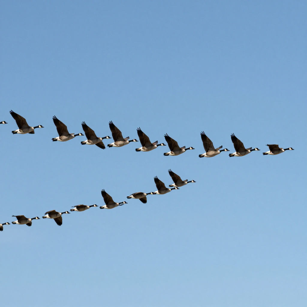 Migrating geese emphasizing the shape of their formation